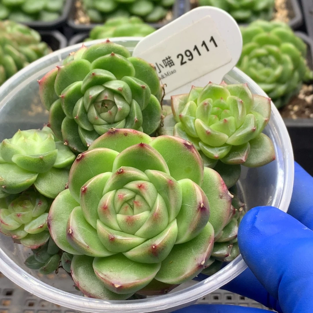 多肉植物杂交珍妮