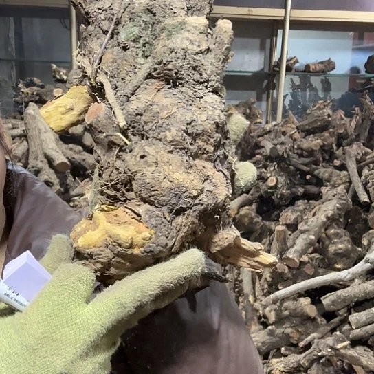 香榧木二*火琉璃的故事毛料才好