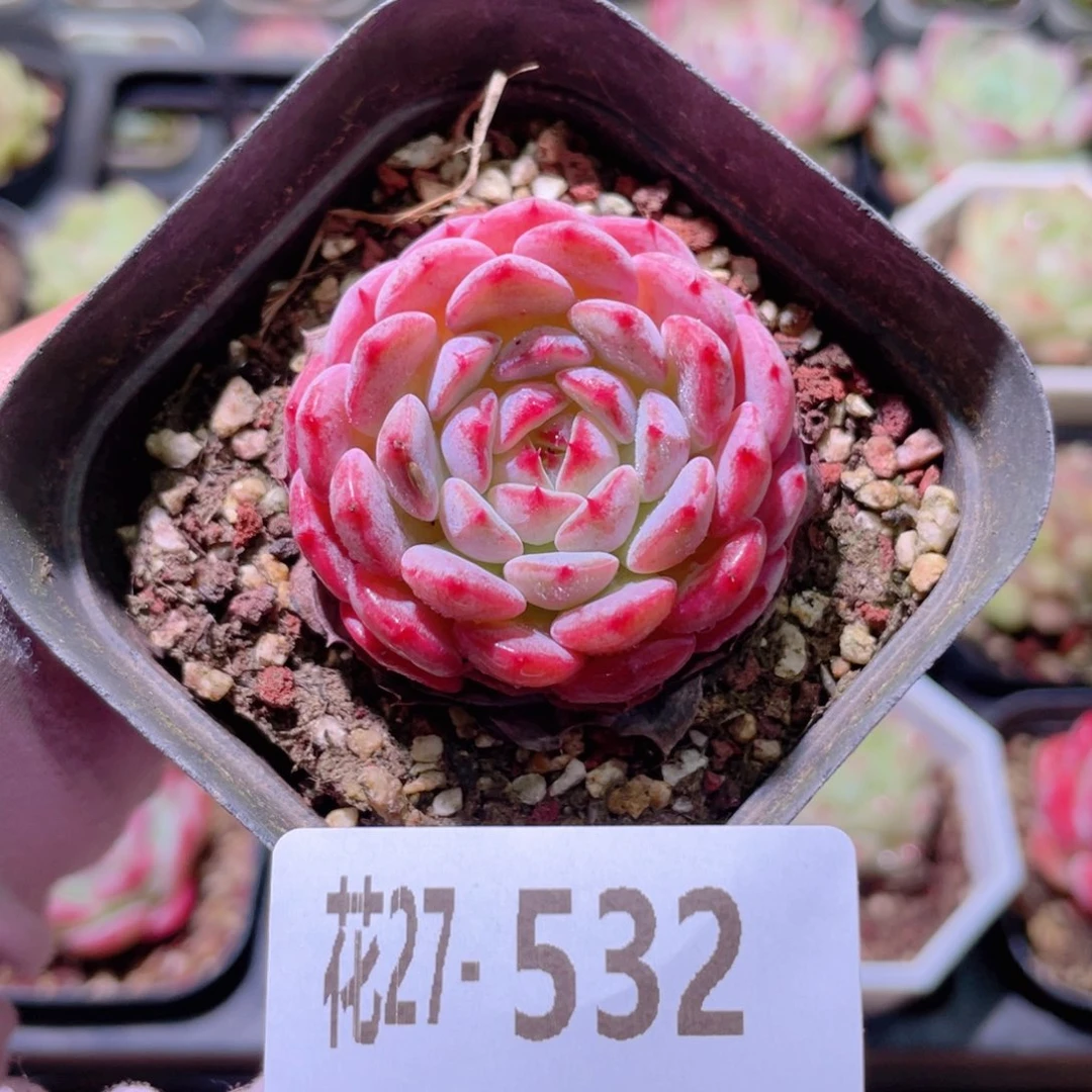 花利美27-532哈尼
