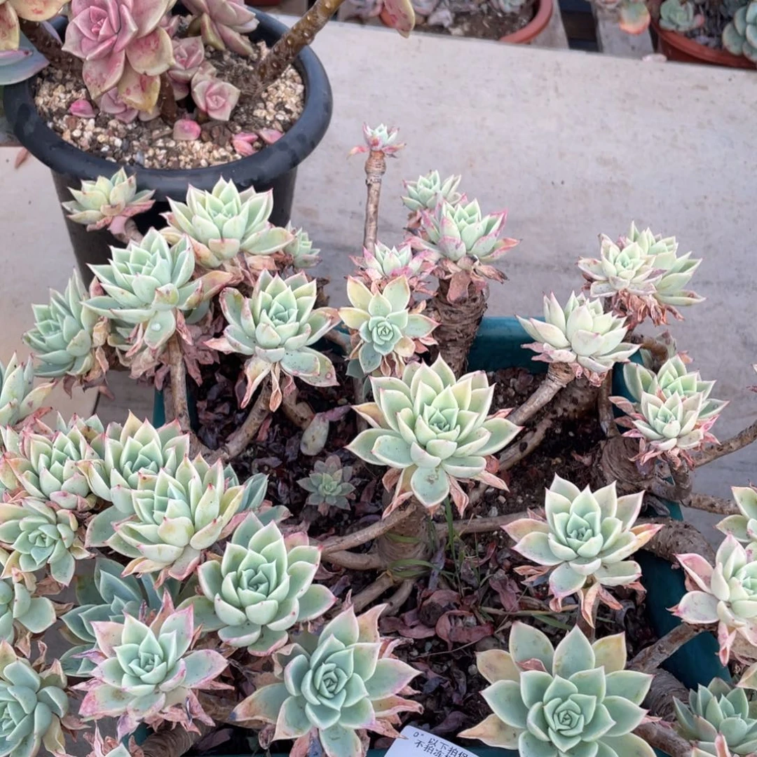 黑大帅多肉96三色堇