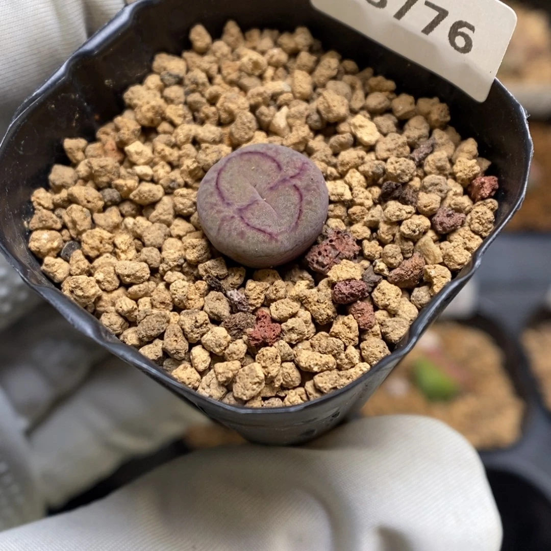 多肉植物肉锥杂交K-3776 超八杂