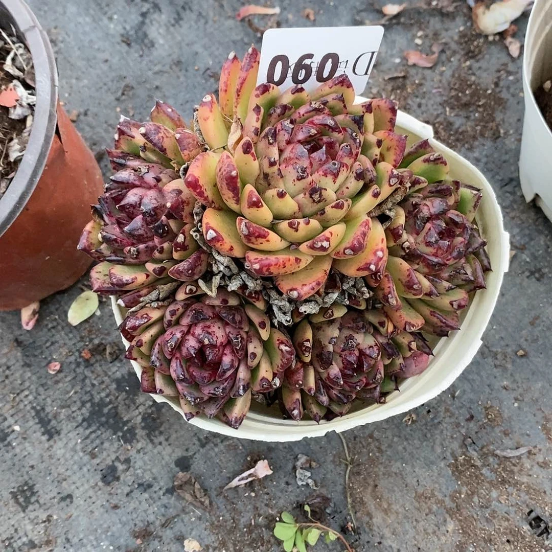 关*090黑水晶多肉植物