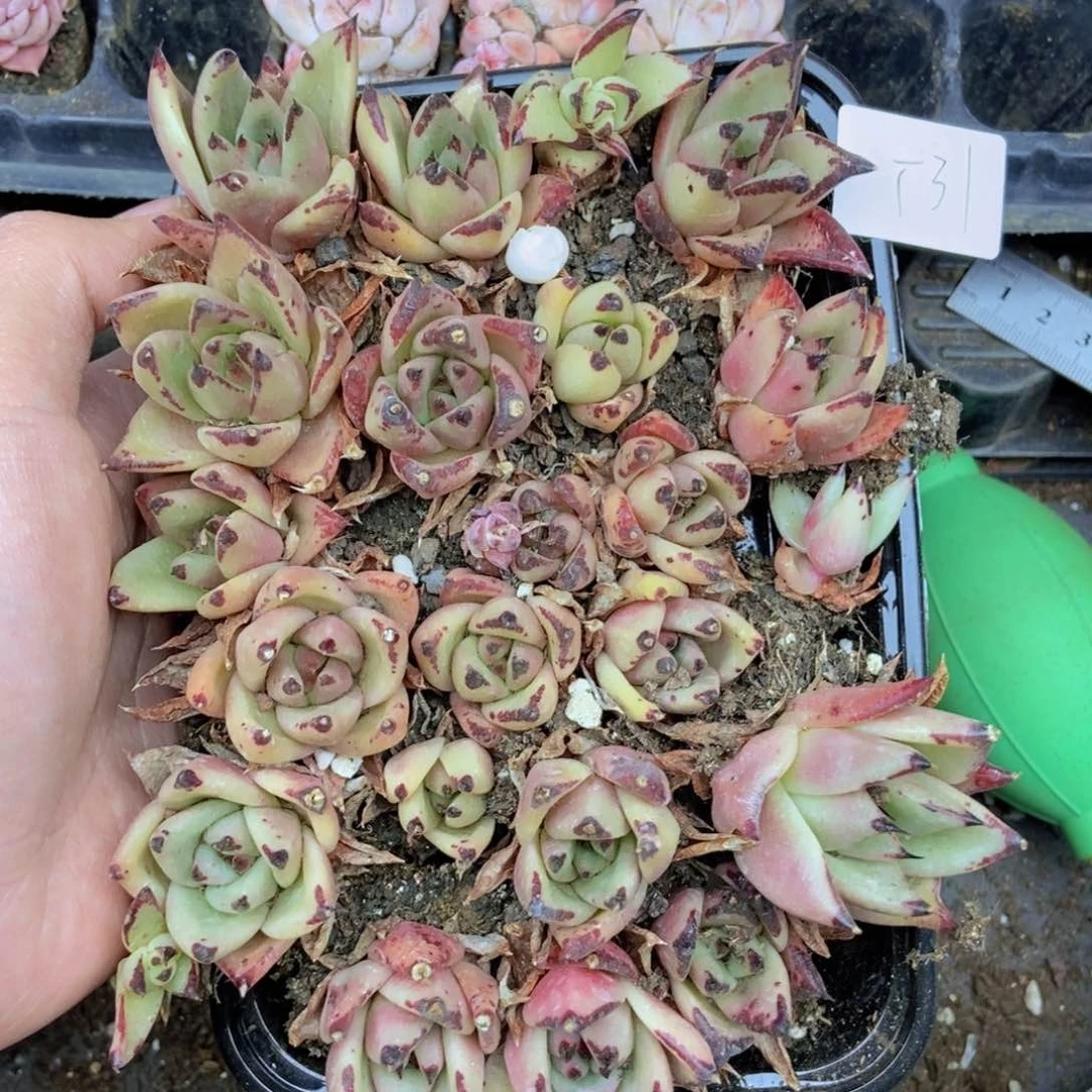 春泥家框拍链接T31
