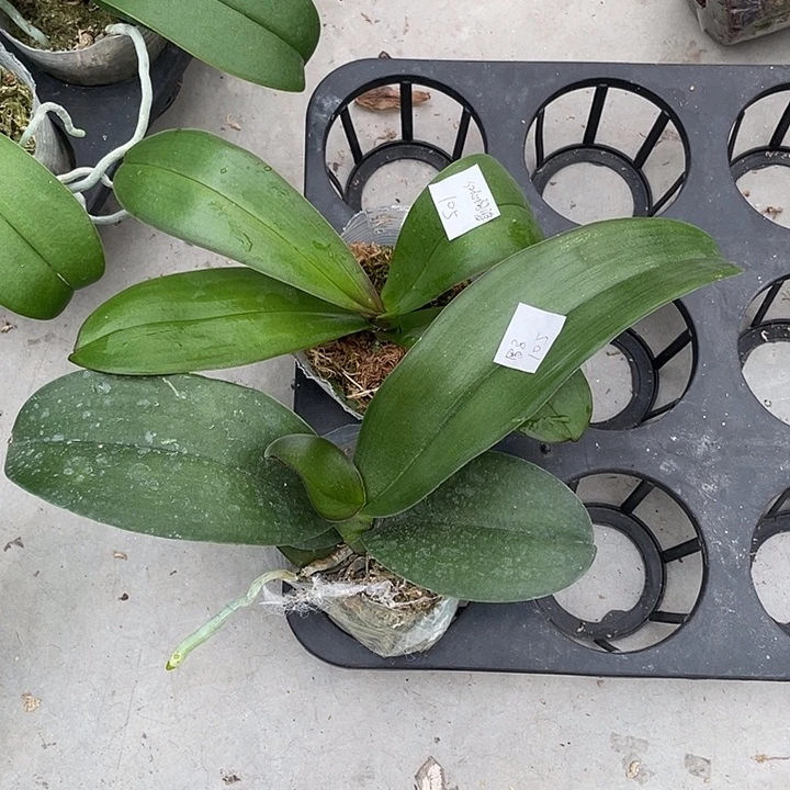 飘***4完全开放处理红心阿婆➕罗马2颗不售后