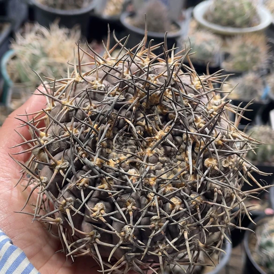 【闪购商品】武勋丸冒根芽6666