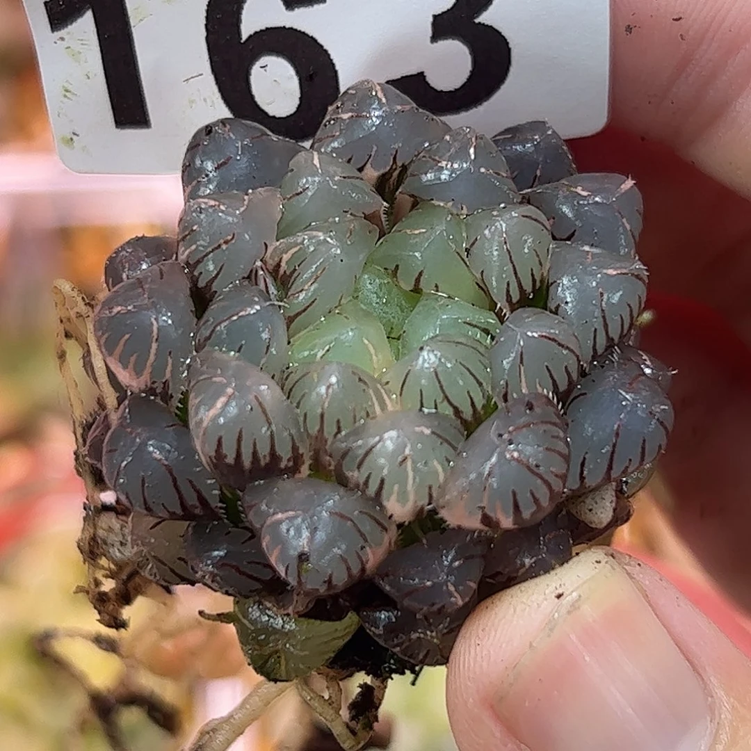 红红火火恍恍惚惚