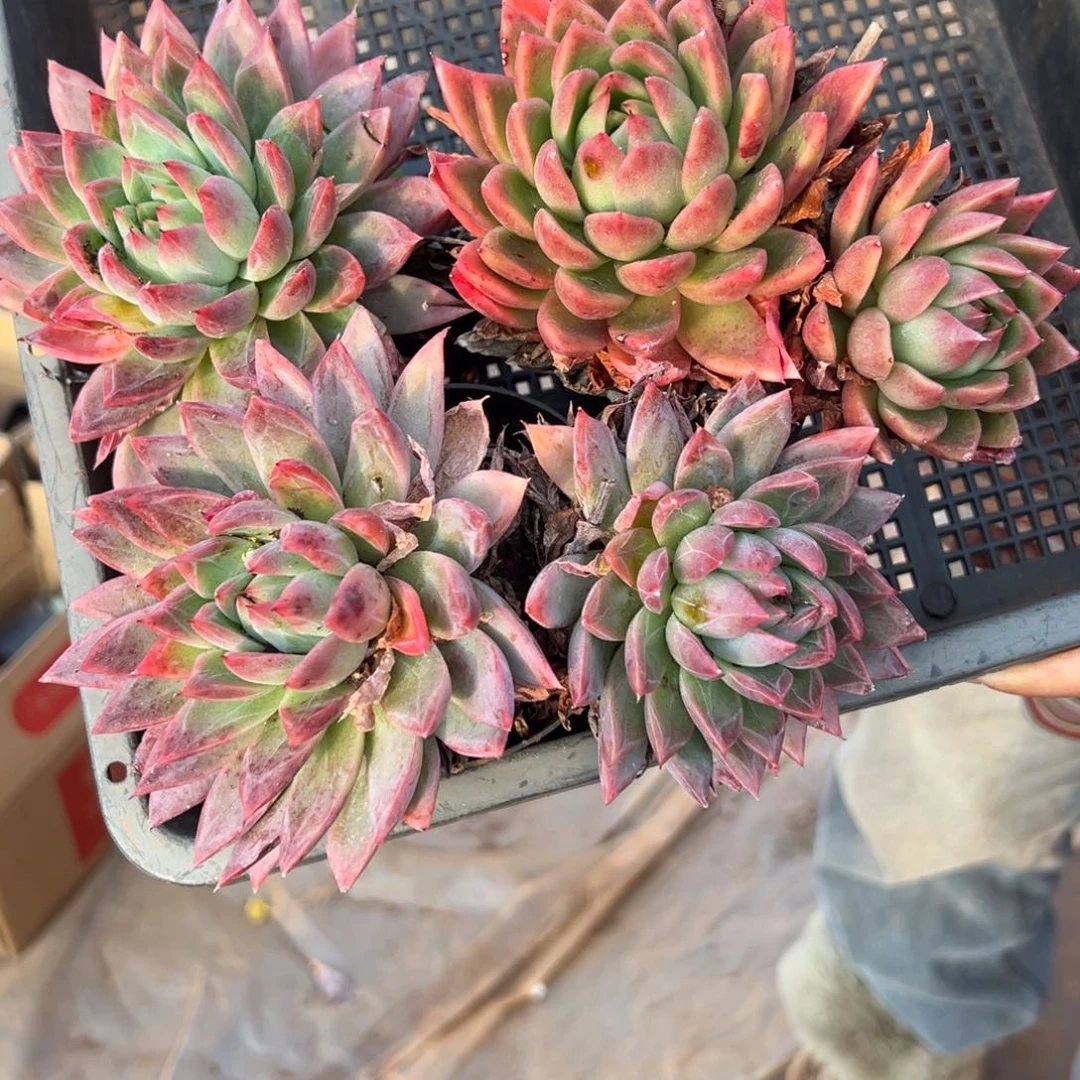 多肉植物红东营三个