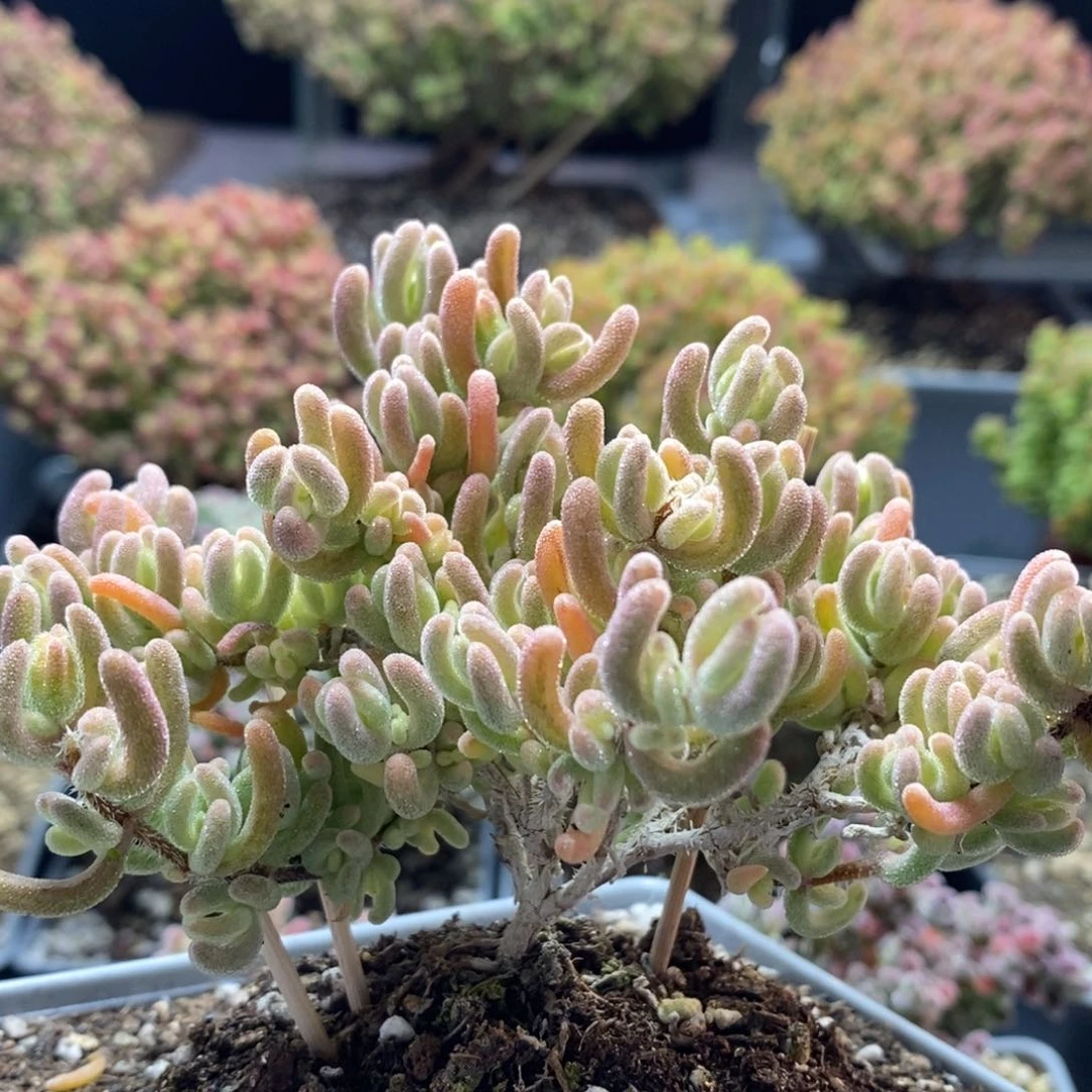 捡漏橙叶锦4237枝干番杏