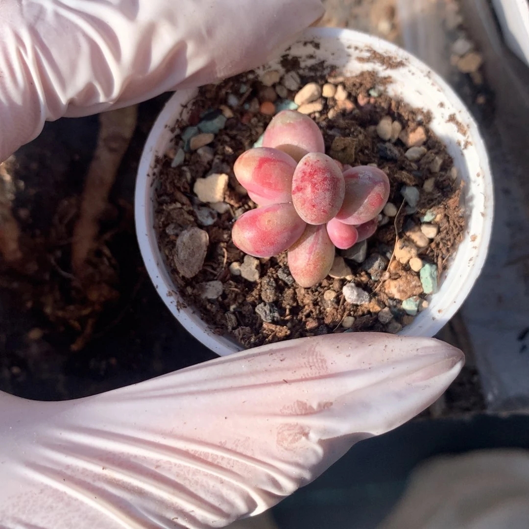 糖果奶酪红拉丝锦