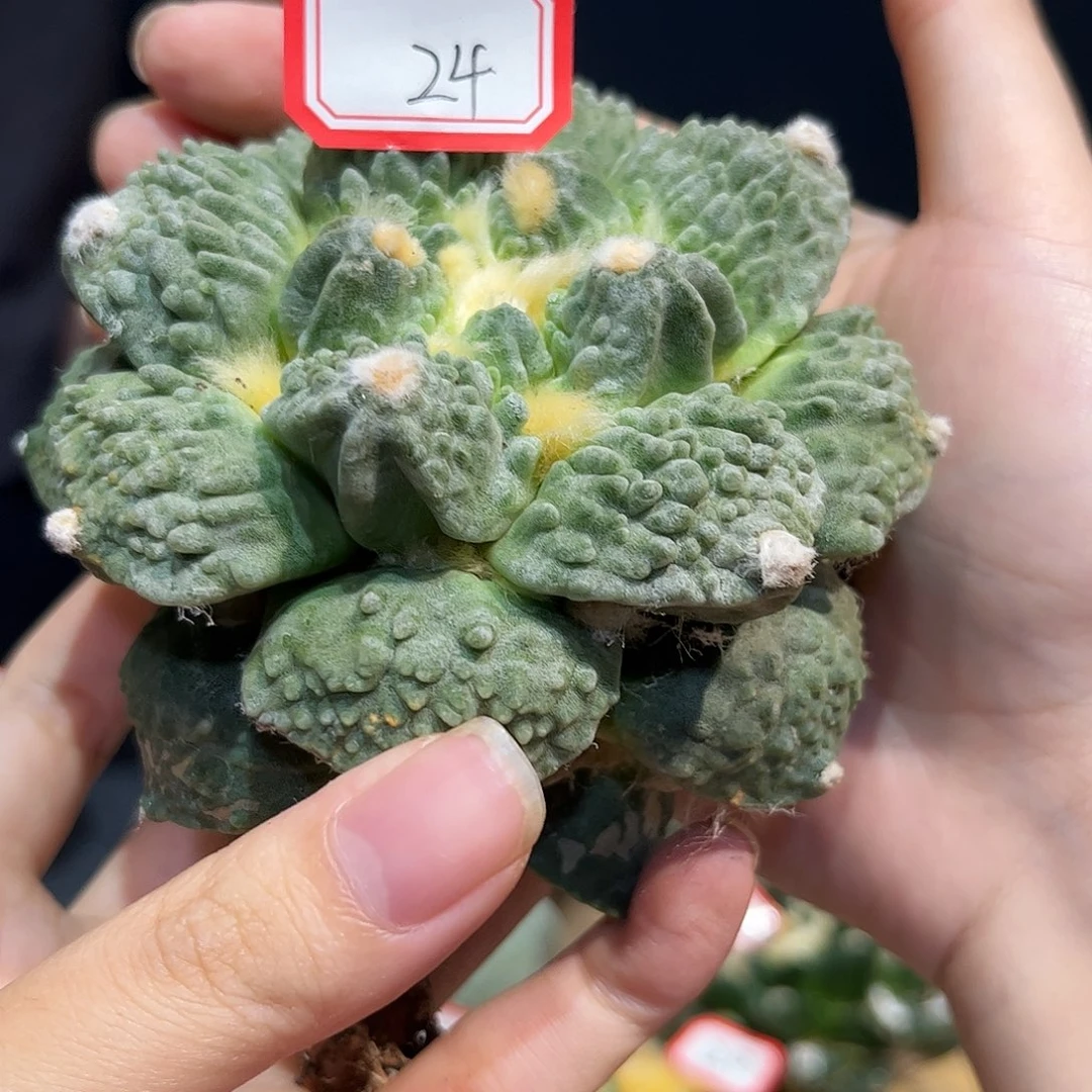 24号10cm自根超勾龙怒