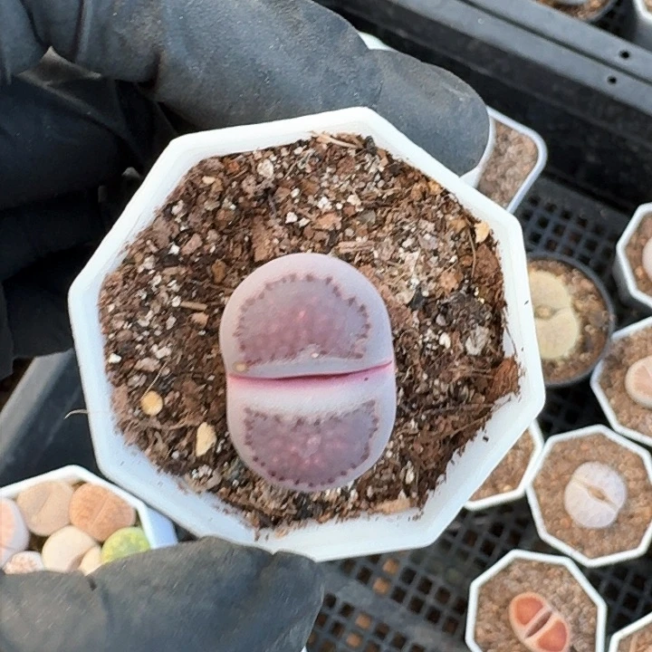 生石花1111。    310