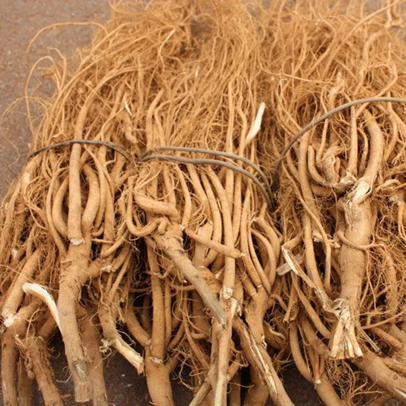福建野生老根虎尾轮无熏硫磺干品石参根煲汤材料晒干石参炖汤干货