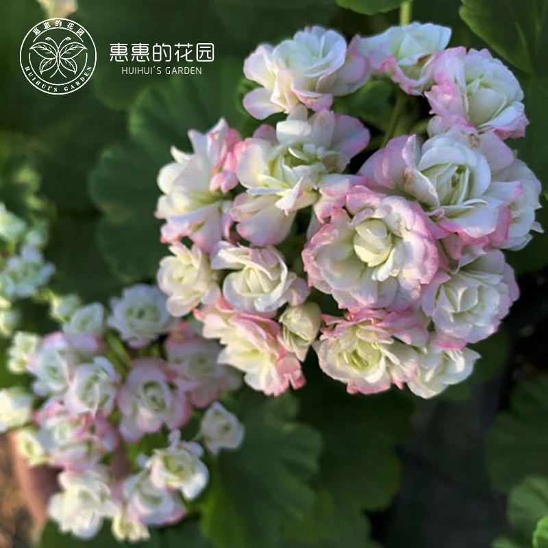 惠惠的花园直立天竺葵 四月雪 株型紧凑勤花阳台花卉盆栽花苗