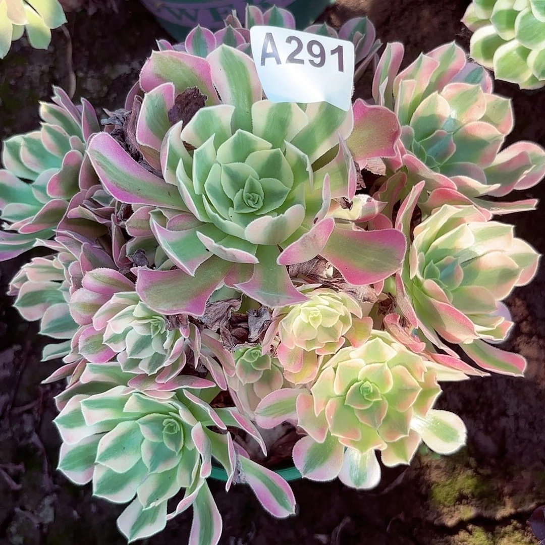 香妃法师手捧8-30偏远不包邮