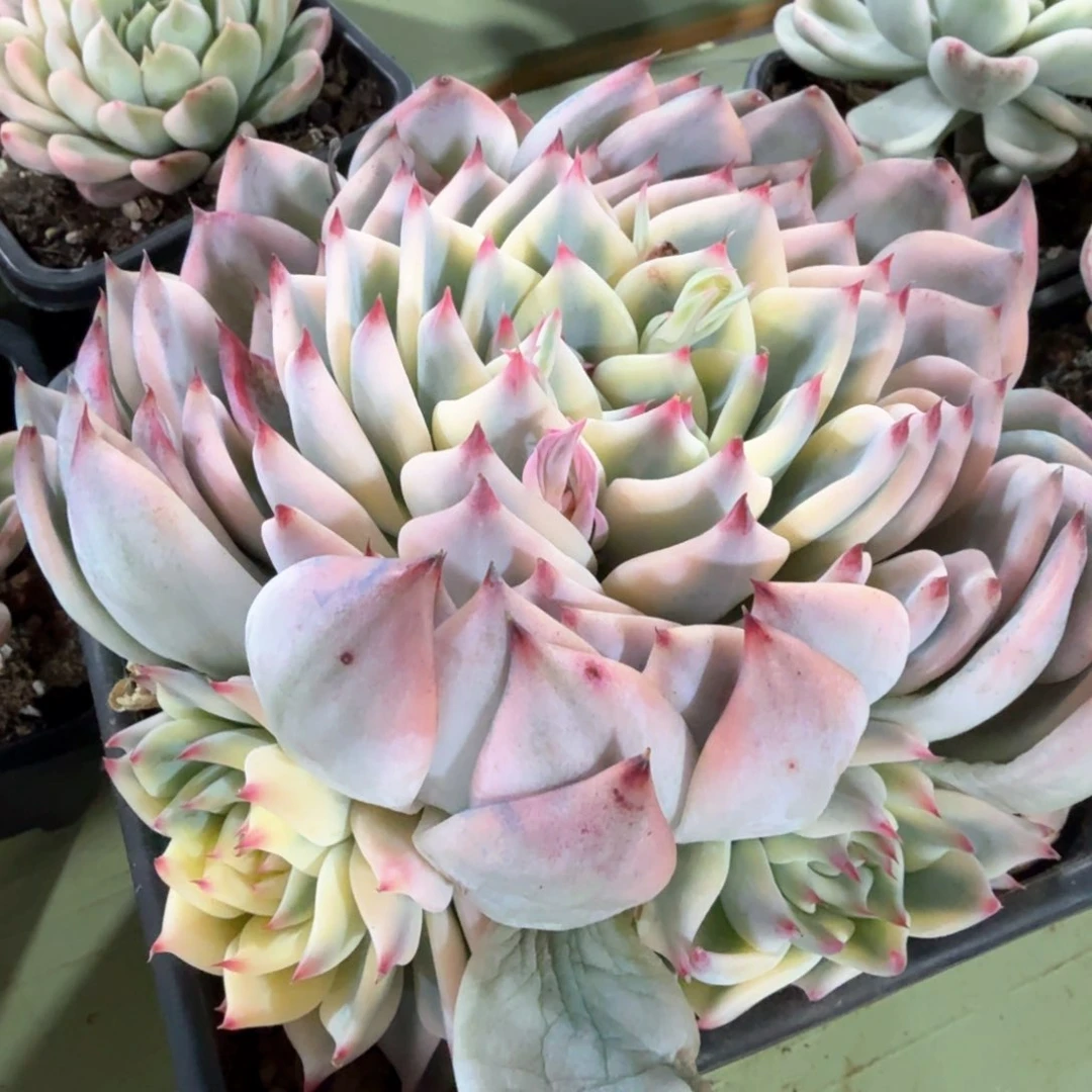 三头群吉娃娃锦，锦上园艺