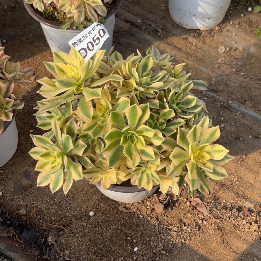 金****）050多肉植物枫叶锦