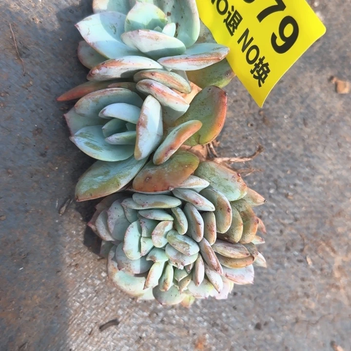 079号血凤缀化群生