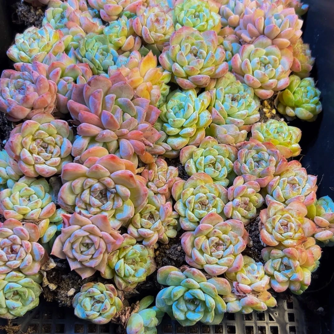 012的人都是这样的吗