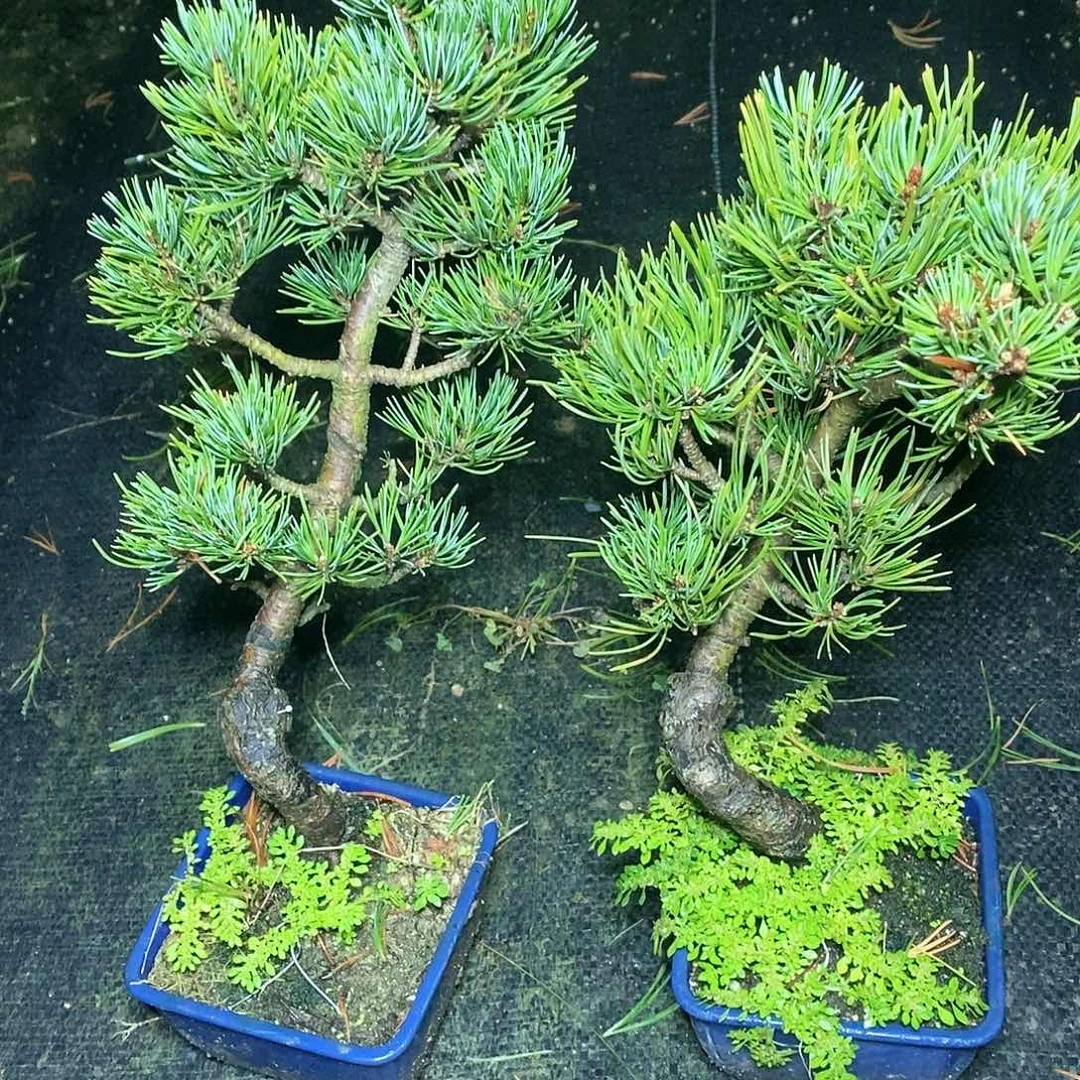 【闪购商品】无花朵用****1