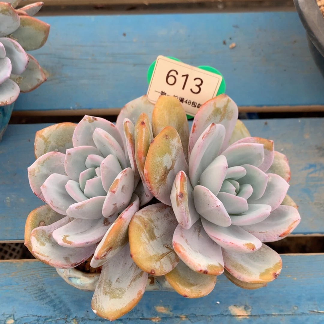 韩版奶茶老桩无砍613