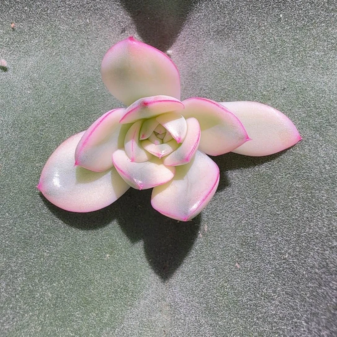 用***2粉月亮锦侧芽，锦上园艺一物一拍