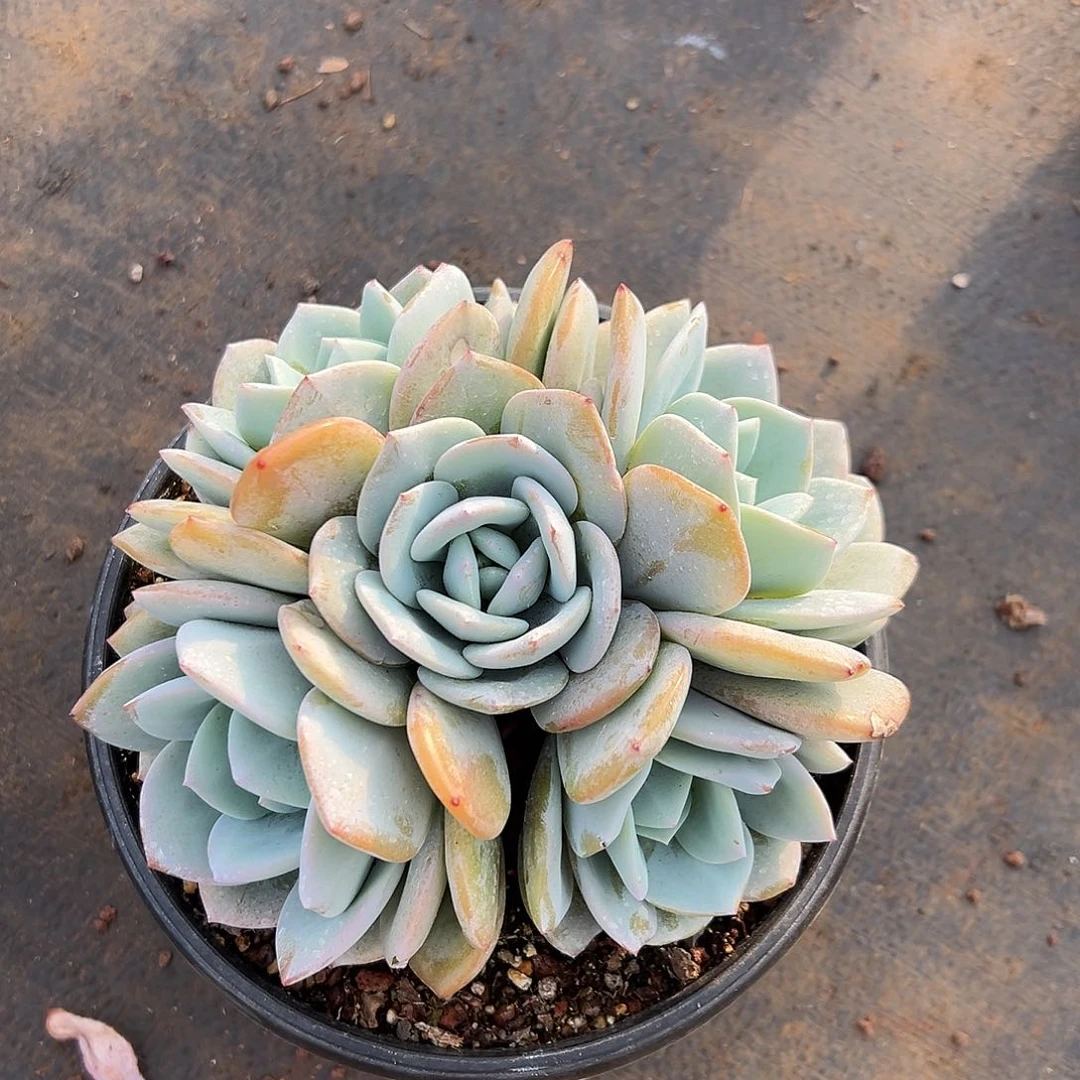 红*手酥00000096685566