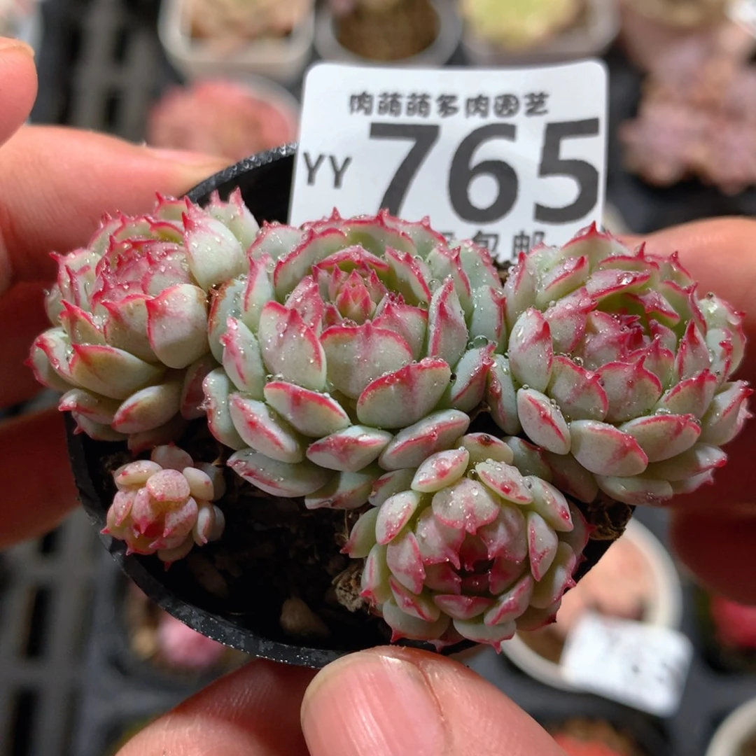 5CM拇指盆精控多肉YY765