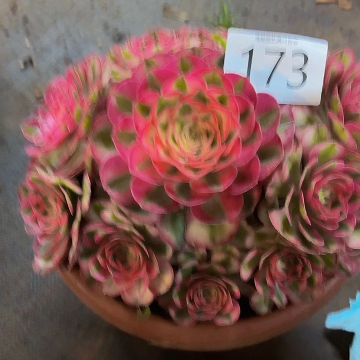 多肉植物福利173个