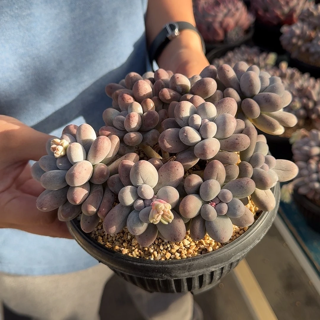 从前慢花园多肉编号-汤圆