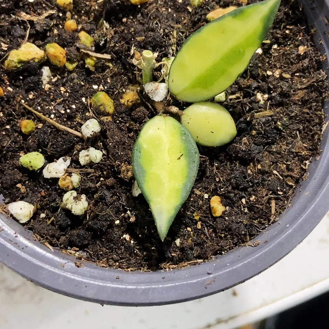 完全开放湖心裂瓣球兰59