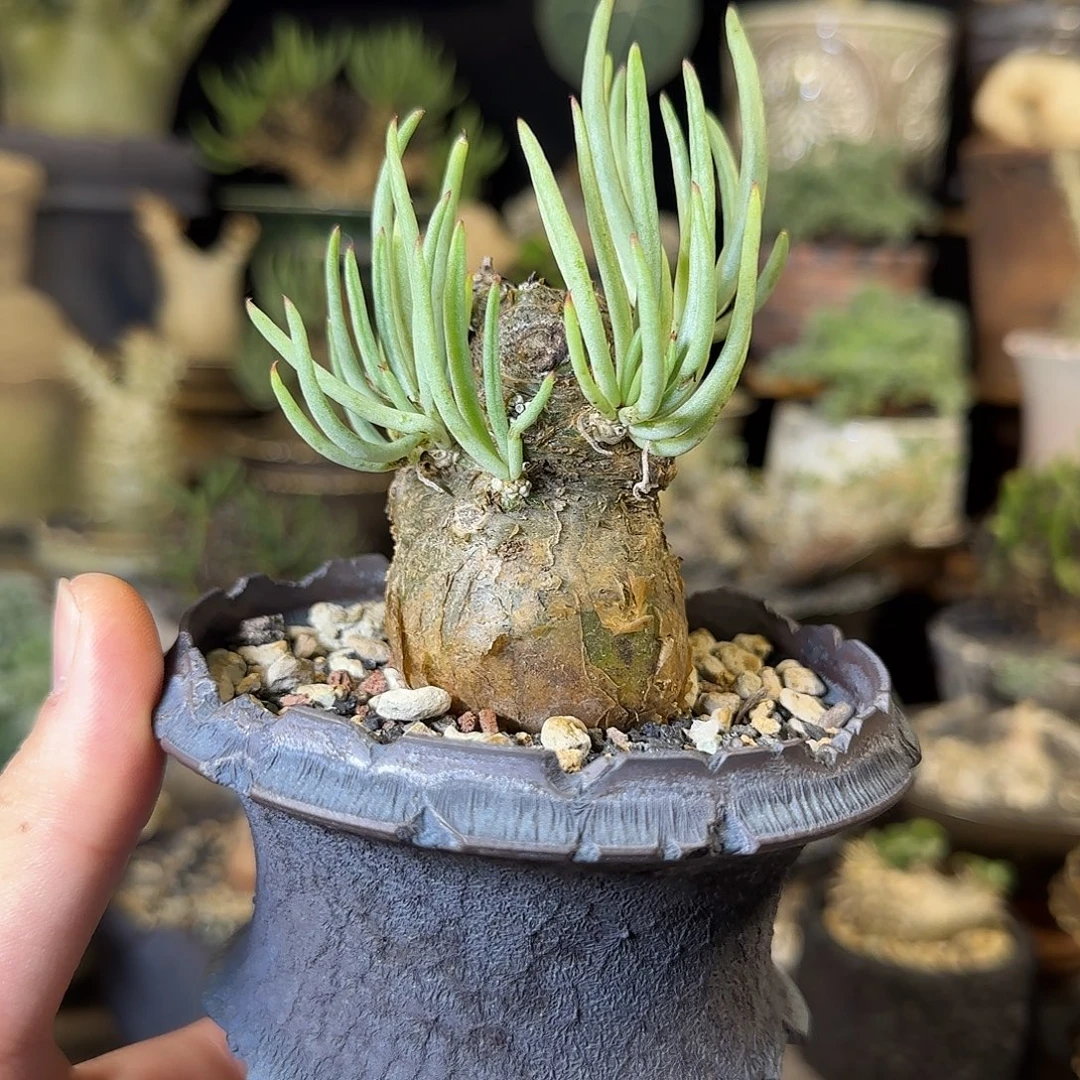 一物一拍白象奇峰锦310