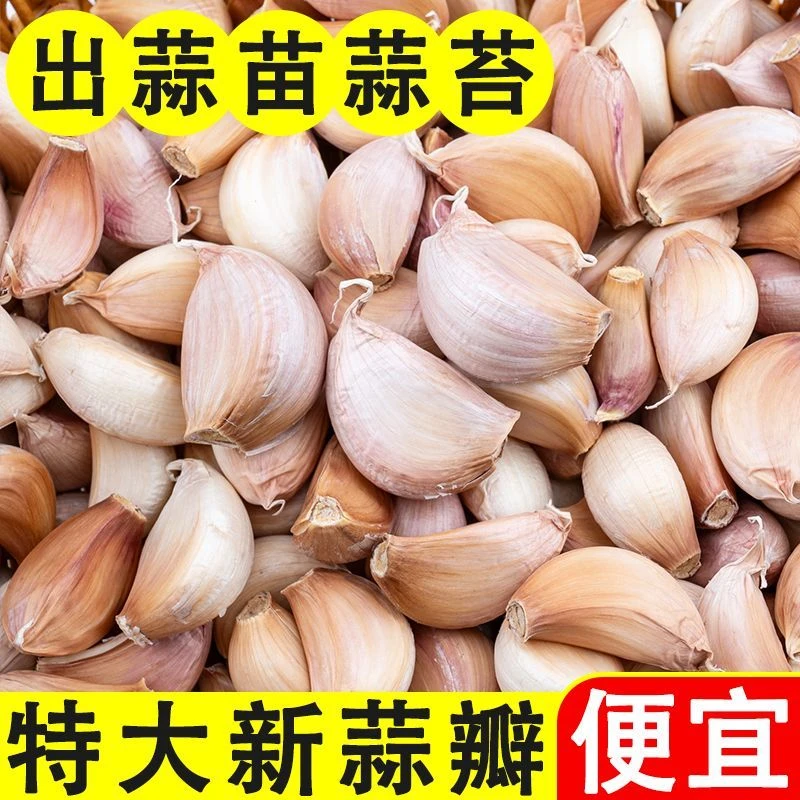 【巨划算】2025年可吃可种新蒜瓣紫白皮蒜瓣可发芽出蒜苔批发