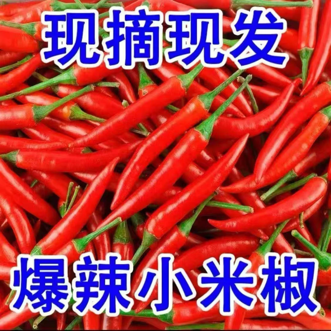 特辣小米辣椒新鲜现摘朝天椒蔬菜剁椒泡椒炒菜火锅