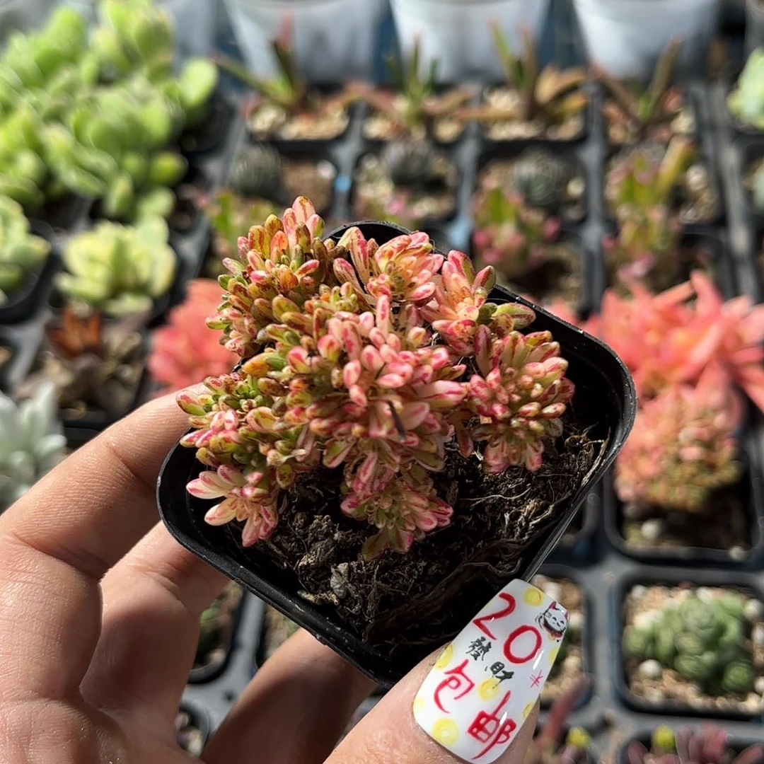 扬*?24992一物一拍单头发货