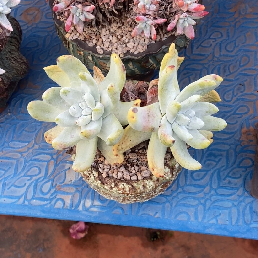 圆叶红拇指多肉植物