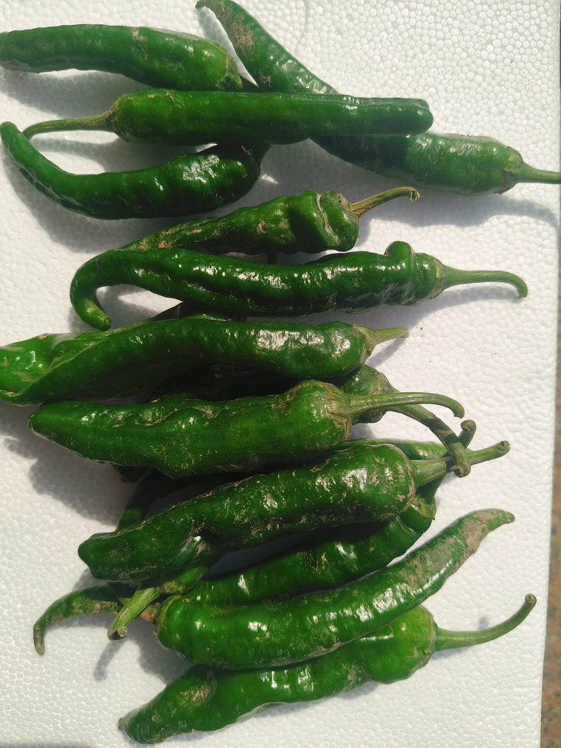 正宗樟树小辣椒湖南原种新鲜现货软皮辣椒薄皮爽嫩的辣椒