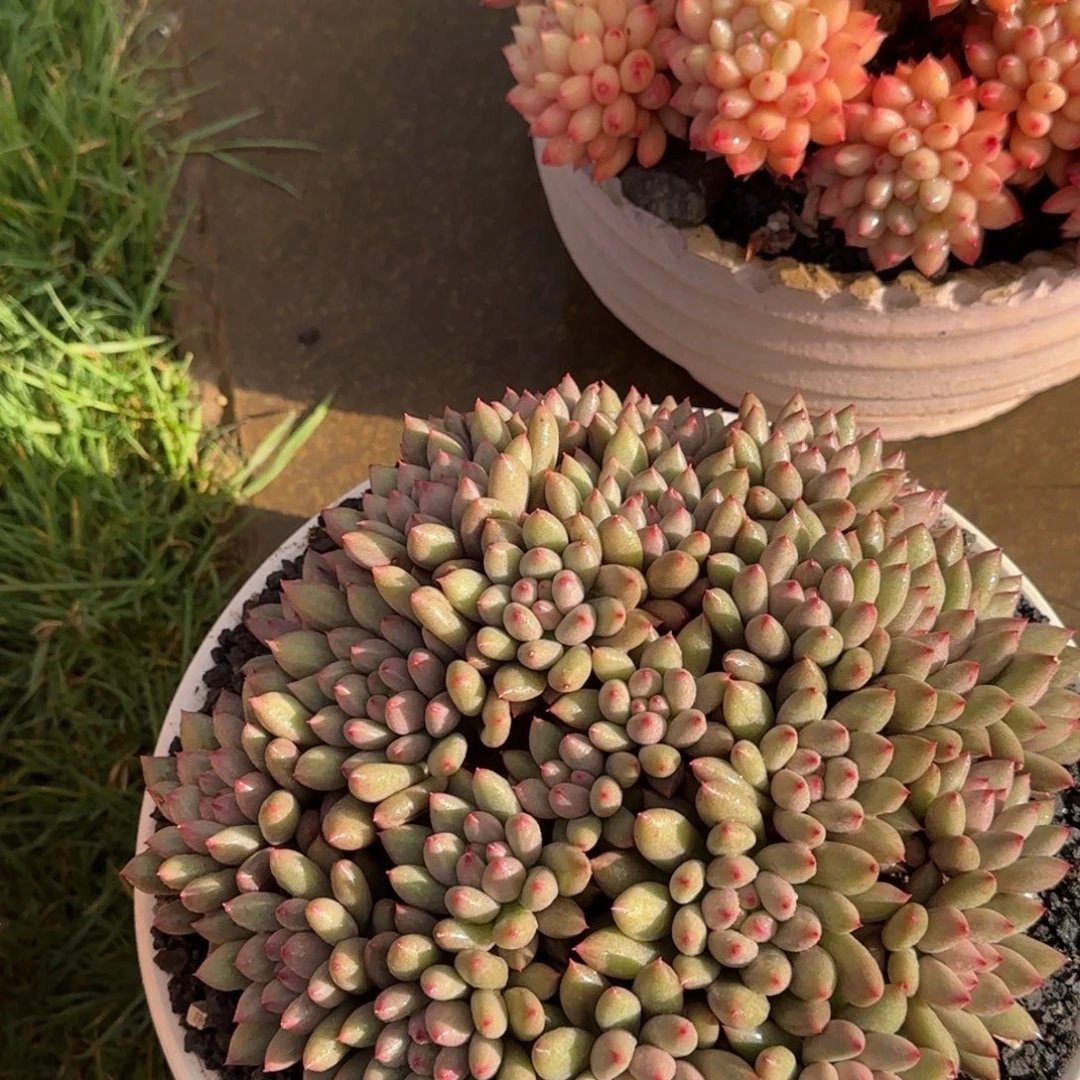多肉植物多肉植物