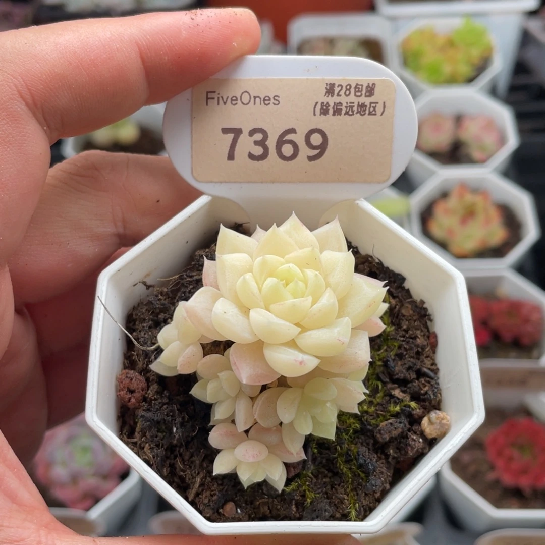 白天鹅7369-5厘米