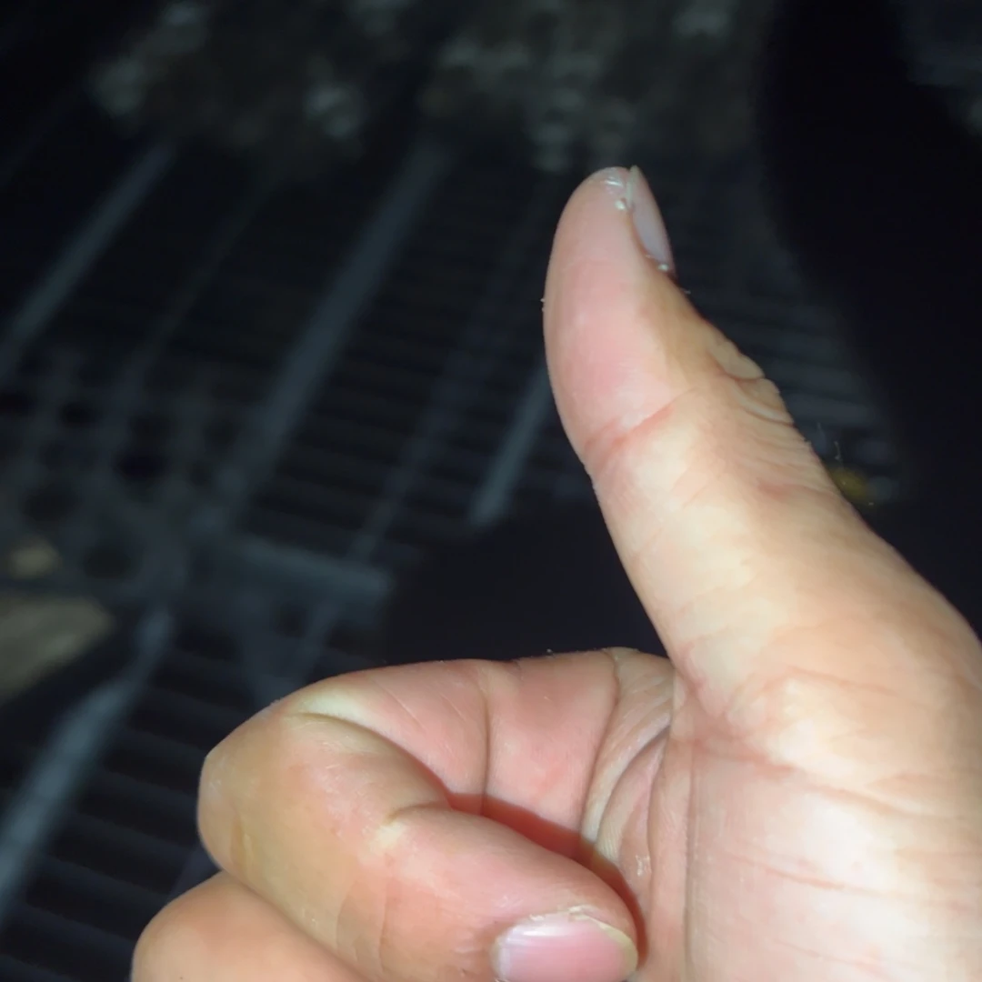 糖球白虎斑锦90杯老乡福利