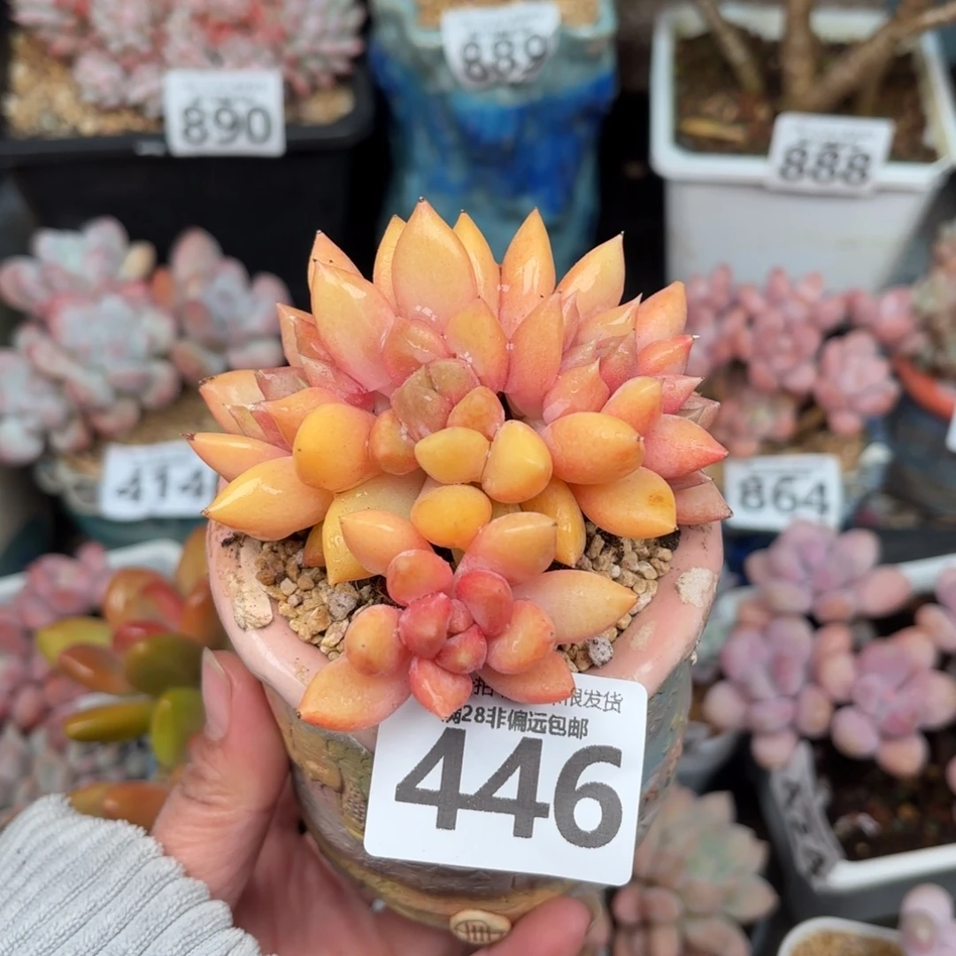 红象牙无盆土发货