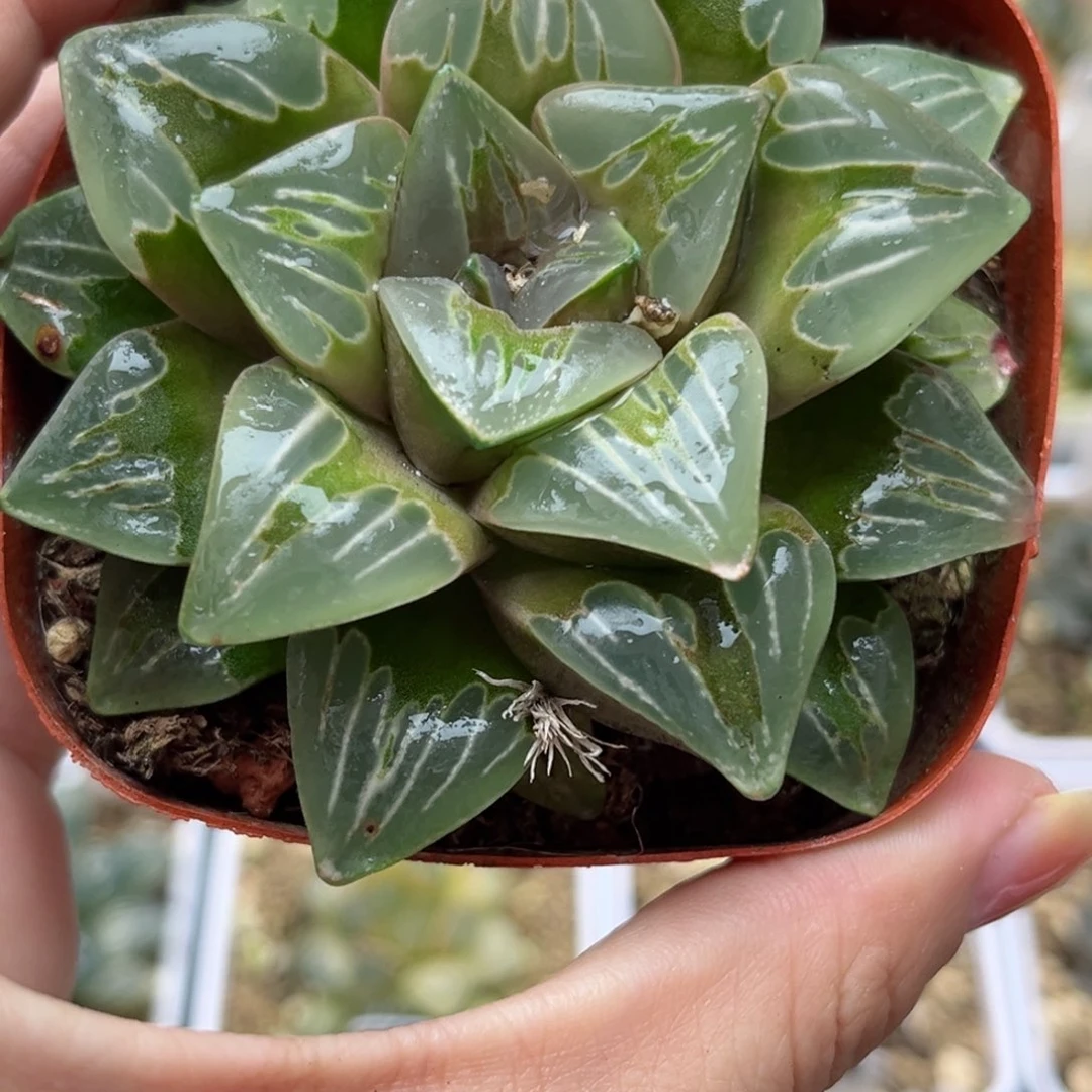 T****了哈哈哈哈哈哈哈哈