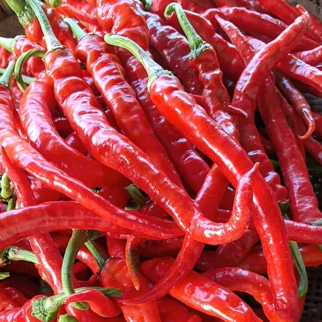 湖南农家自种新鲜红辣椒中微辣现摘现发可做剁椒