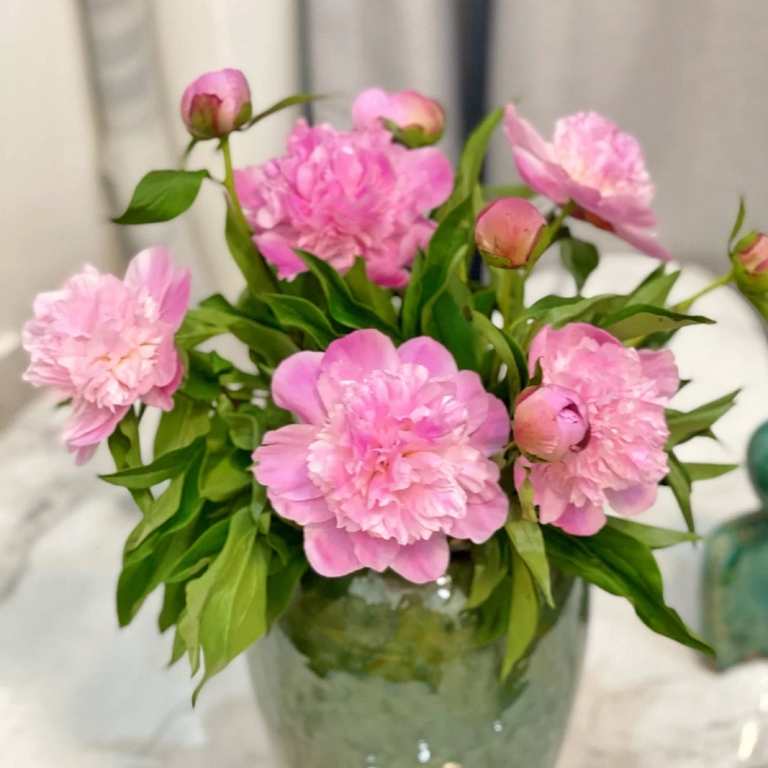 重瓣大花芍药花苗多年生耐寒耐热可庭院种植中江芍药观赏芍药