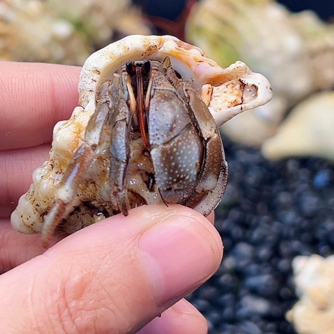 1.9深紫快来竞拍吧