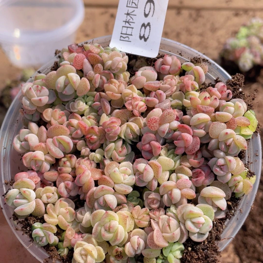 多肉植物多肉植物890