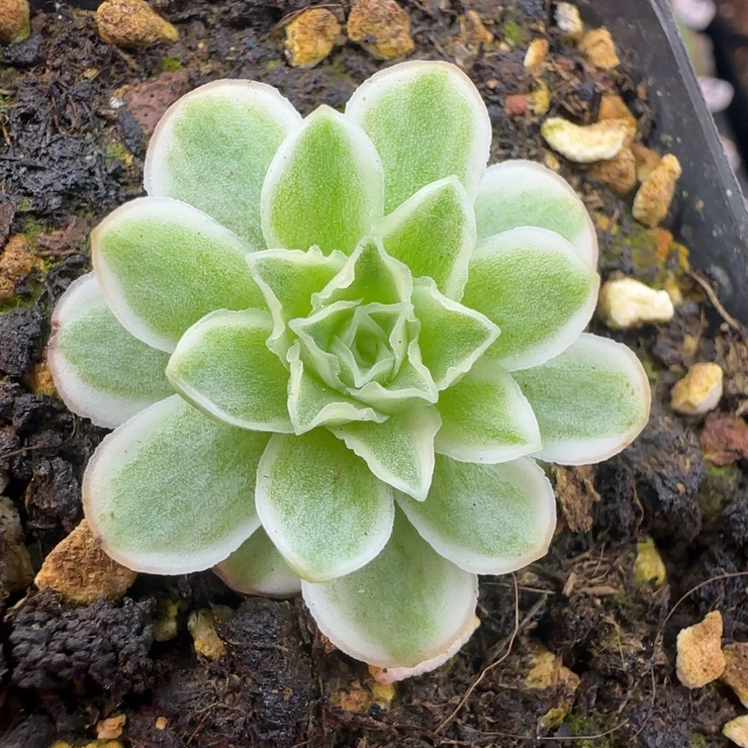 L736半城玫瑰秋夕锦不含盆土