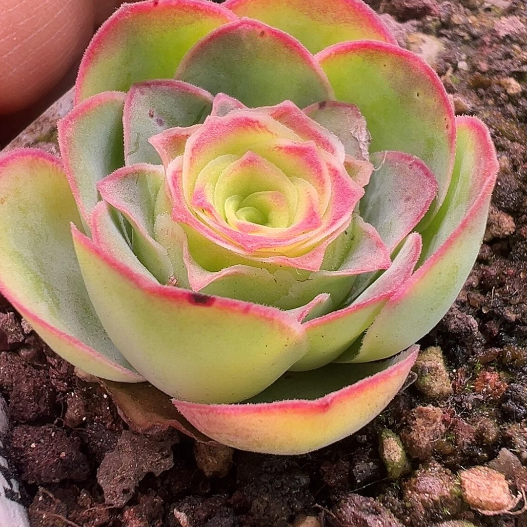 糖糖618 清欢 小 山地玫瑰