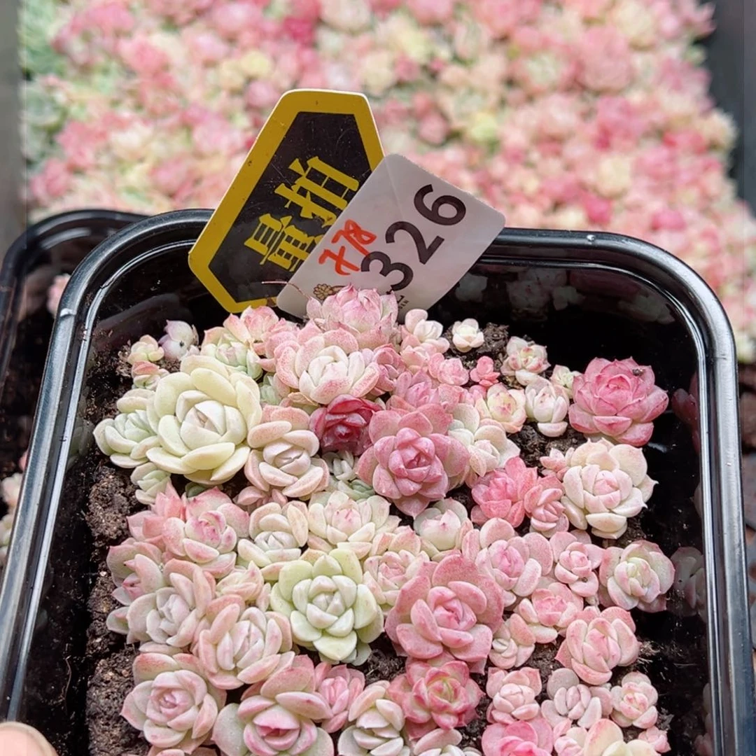 多肉植物多肉植物