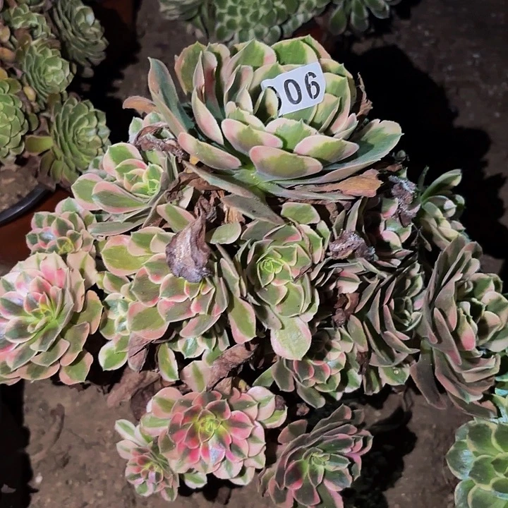 306女妖多肉植物不售后