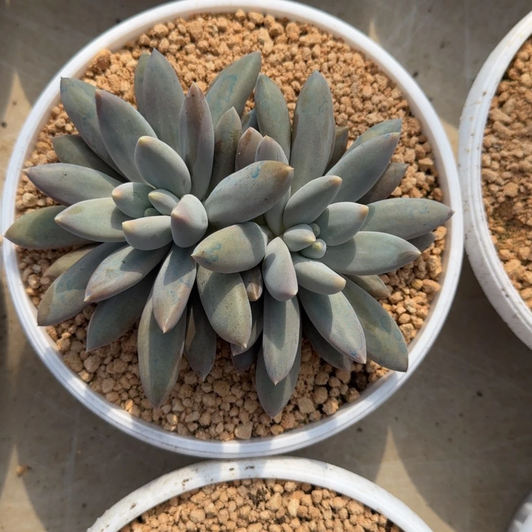 焦糖体 哥特 双头 一物一拍